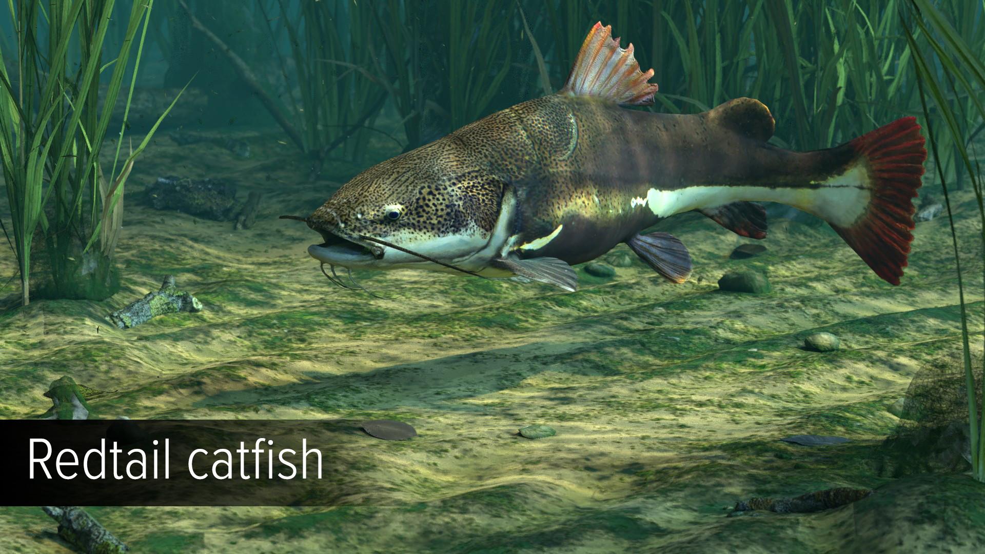 Ultimate Fishing Simulator - Amazon River DLC screenshot 4