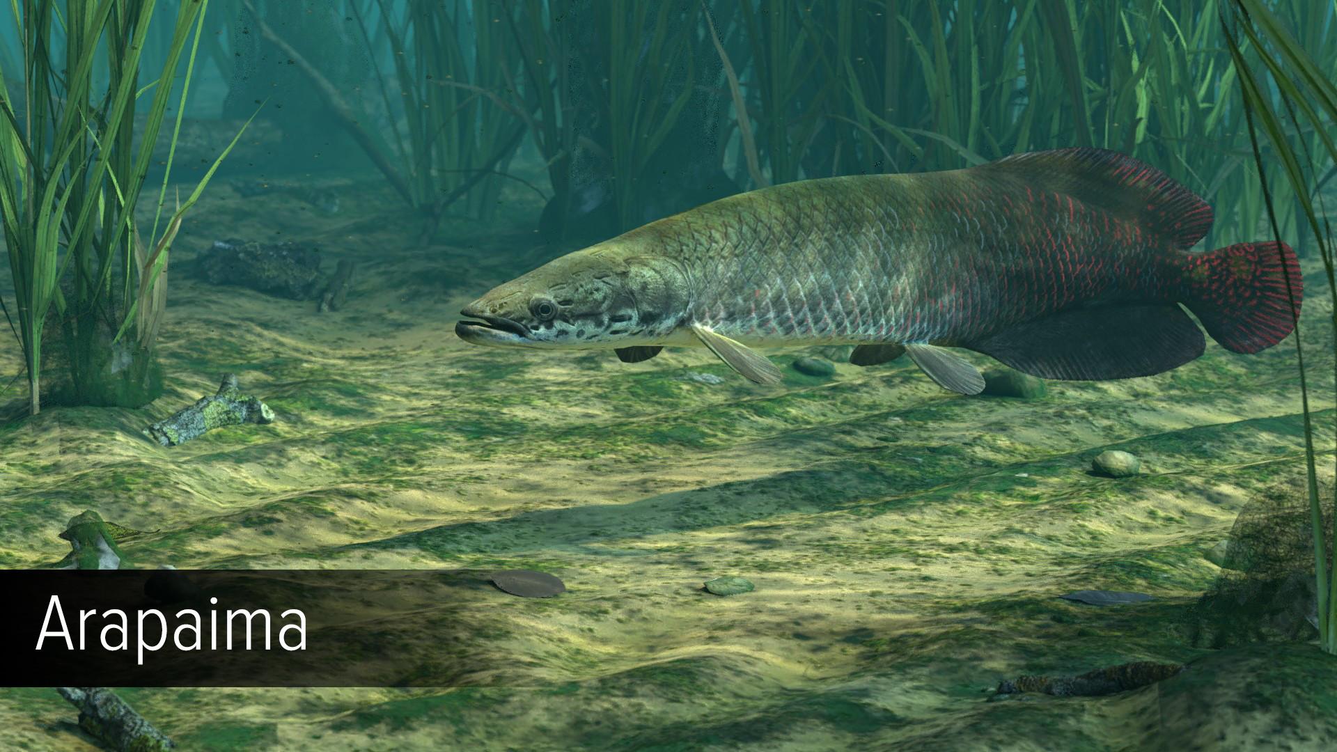 Ultimate Fishing Simulator - Amazon River DLC screenshot 5